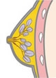 中期の乳腺